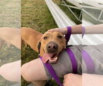 Small American Pit Bull Terrier Mix