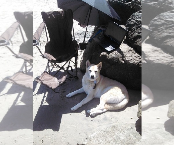 Medium Photo #1 Siberian Husky Puppy For Sale in RINCON, AZ, USA