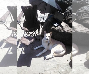 Mother of the Siberian Husky puppies born on 07/13/2026