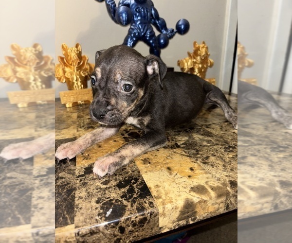 Medium Photo #2 American Bully Puppy For Sale in WINSTON SALEM, NC, USA