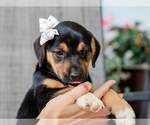Small #3 Beagle-Mutt Mix