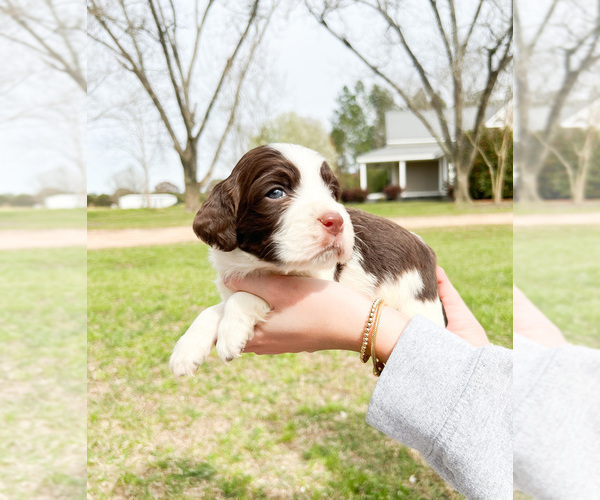 Medium Photo #2 English Springer Spaniel Puppy For Sale in FITZGERALD, GA, USA