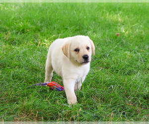 Labrador Retriever Puppy for sale in SYRACUSE, IN, USA