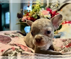 French Bulldog Puppy for sale in NEW LONDON, NC, USA