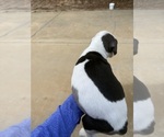 Litter of 12 - Male(s) and Female(s) Great DaneLitter of Puppies for Sale - Photo #4