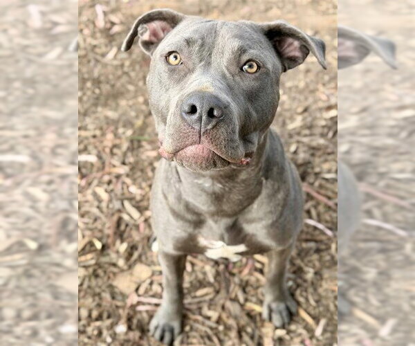 Medium Photo #1 Mutt Puppy For Sale in Fremont, CA, USA