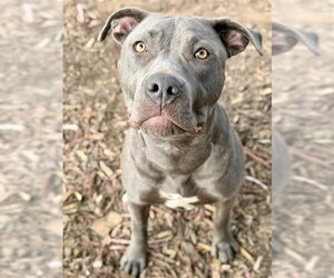 Mutt Dogs for adoption in Fremont, CA, USA