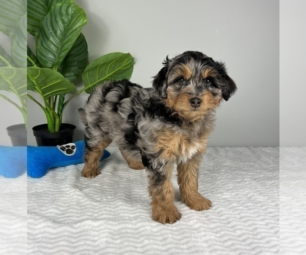 Medium Photo #1 Aussiedoodle Miniature  Puppy For Sale in FRANKLIN, IN, USA