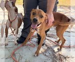 Small #1 American Pit Bull Terrier Mix