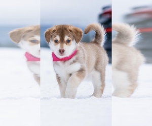 Labrador Retriever-Siberian Husky Mix Puppy for sale in TROY, MT, USA