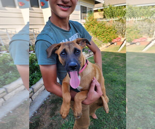 Medium Photo #3 Boxador Puppy For Sale in Dana Point, CA, USA