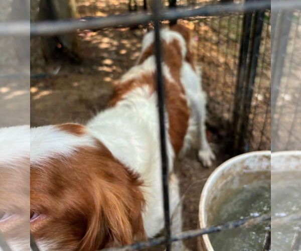 Medium Photo #8 Brittany Puppy For Sale in Curwensville, PA, USA