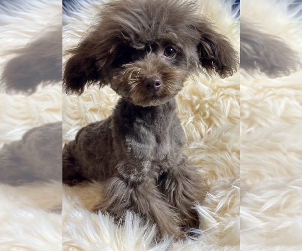 Medium Photo #1 YorkiePoo Puppy For Sale in GEORGETOWN, TX, USA
