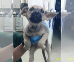 A480706 - Male Shepradors Dog for Adoption - Small photo