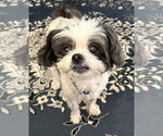 Small #24 Shih Tzu Mix