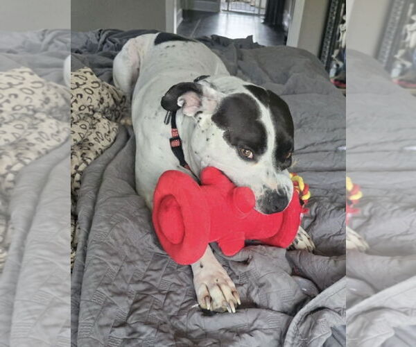 Medium Photo #4 American Bulldog-Unknown Mix Puppy For Sale in Germantown, OH, USA