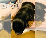 Puppy Puppy 1 Shorkie Tzu