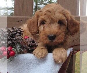 Goldendoodle (Miniature) Puppy for sale in CHAMBERSBURG, PA, USA