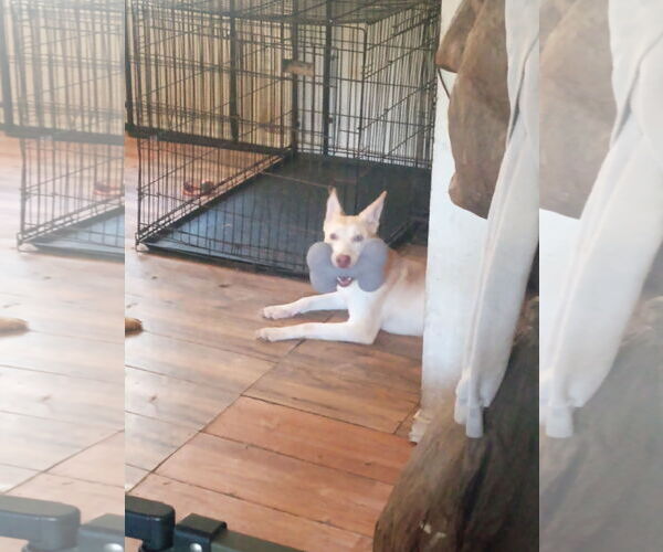 Medium Photo #5 Australian Kelpie-Siberian Husky Mix Puppy For Sale in Pacific grove , CA, USA