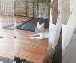 Small #4 Australian Kelpie-Siberian Husky Mix