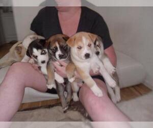 Siberian Husky Puppy for sale in FORT LAUDERDALE, FL, USA