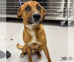 Small #2 Retriever  Mix