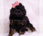 Small Photo #12 Poodle (Toy) Puppy For Sale in WARSAW, IN, USA