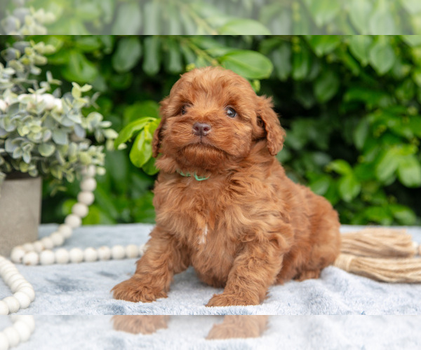 Medium Photo #2 Goldendoodle (Miniature) Puppy For Sale in BERNE, IN, USA