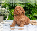 Small #1 Goldendoodle (Miniature)