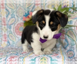 Pembroke Welsh Corgi Puppy for sale in LANCASTER, PA, USA