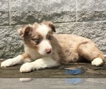 Small Photo #18 Australian Shepherd Puppy For Sale in ARBA, IN, USA