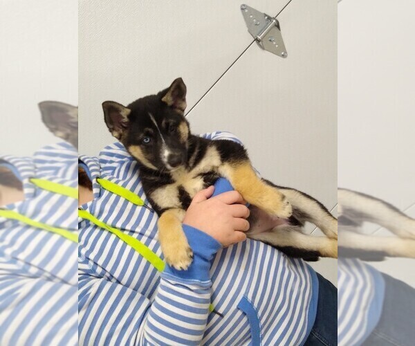 Medium Photo #10 German Shepherd Dog-Siberian Husky Mix Puppy For Sale in ALLEGRE, KY, USA