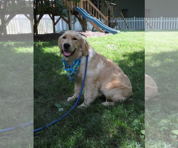 Medium Photo #7 Golden Retriever Puppy For Sale in MECHANICSVILLE, MD, USA
