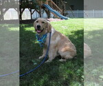 Small #6 Golden Retriever