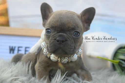 Medium Photo #1 French Bulldog Puppy For Sale in LOXAHATCHEE, FL, USA