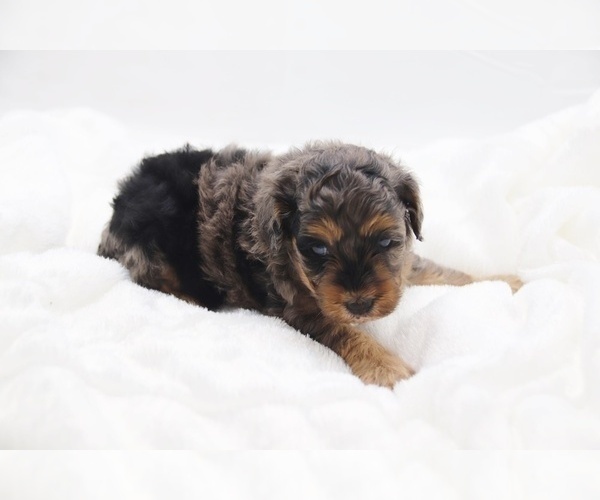 Medium Photo #58 Cockapoo Puppy For Sale in RIPLEY, TN, USA