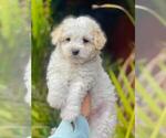 Small Photo #6 Maltipoo Puppy For Sale in BALDWIN PARK, CA, USA
