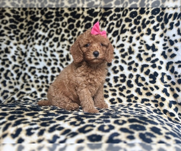 Medium Photo #7 Cavapoo Puppy For Sale in LAKELAND, FL, USA