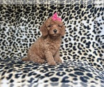Small #6 Cavapoo