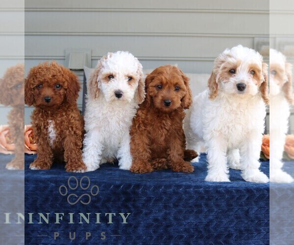 Medium Photo #3 Cavapoo (Miniature) Puppy For Sale in LEOLA, PA, USA
