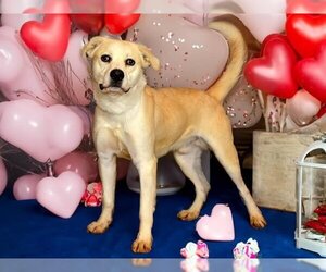 American Pit Bull Terrier-Labrador Retriever Mix Dogs for adoption in West Valley, UT, USA