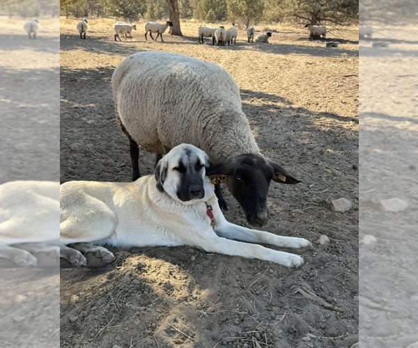 Medium Photo #1 Anatolian Pyrenees Puppy For Sale in SISTERS, OR, USA