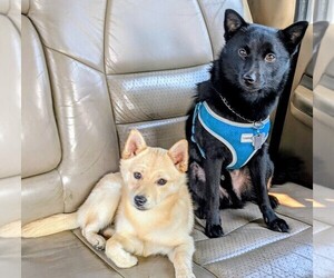 Father of the Schipperke puppies born on 07/09/2026