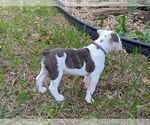 Small #5 Olde English Bulldogge