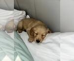Small Photo #25 Golden Retriever Puppy For Sale in CONCORD, VA, USA