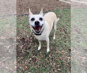 Rat-Cha Dogs for adoption in Plano, TX, USA