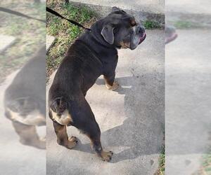 Bulldog-Unknown Mix Dogs for adoption in San Antonio, TX, USA