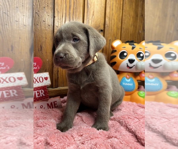 Medium Photo #1 Labrador Retriever Puppy For Sale in NEOLA, WV, USA