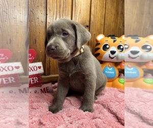 Labrador Retriever Puppy for sale in NEOLA, WV, USA