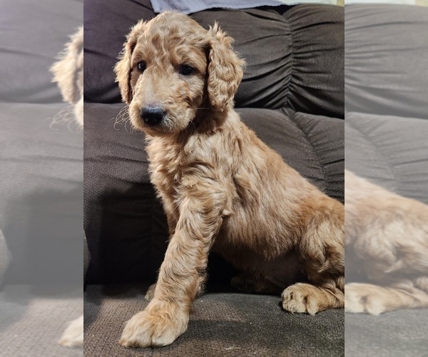 Medium Photo #3 Goldendoodle-Poodle (Standard) Mix Puppy For Sale in ROSCOE, IL, USA